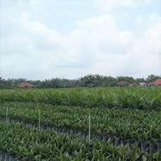 Bibit Kelapa Sawit D x P 540, Yangambi dan Simalungun-Riau